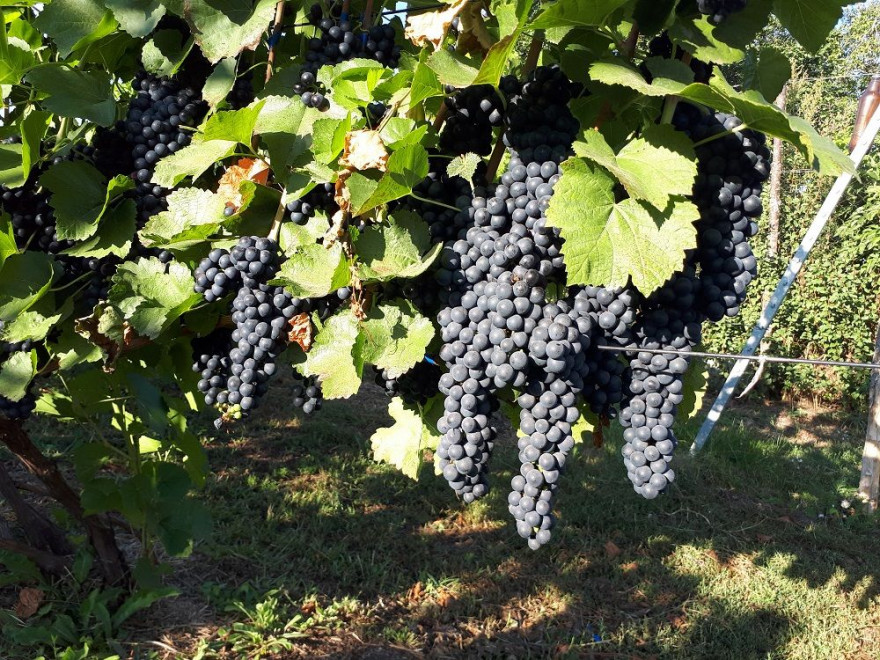 Виноградник 700 кустов в Запорожской области